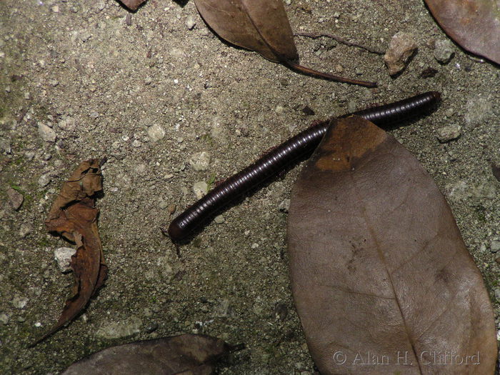 Creature near Harrison&rsquo;s Cave.
