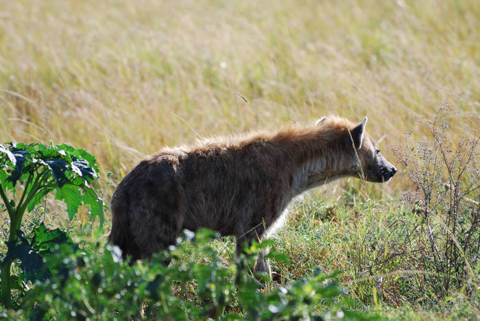 dsc_3962.jpg