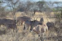 Oryx
