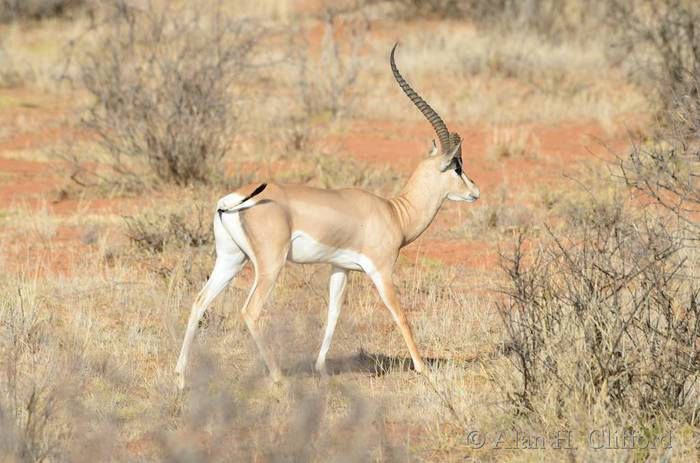 Gazelle