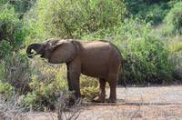Young elephant