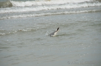 ahc_5306.jpg