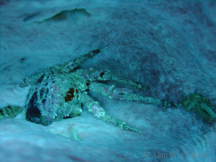 Crab