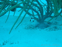 Trunkfish