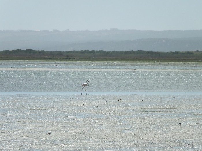 Flamingo