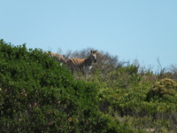 Zebras