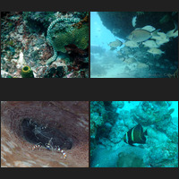 Underwater